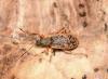 Phyllobius glaucus